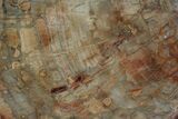 Petrified Wood (Araucaria) Slab - Madagascar #118807-1